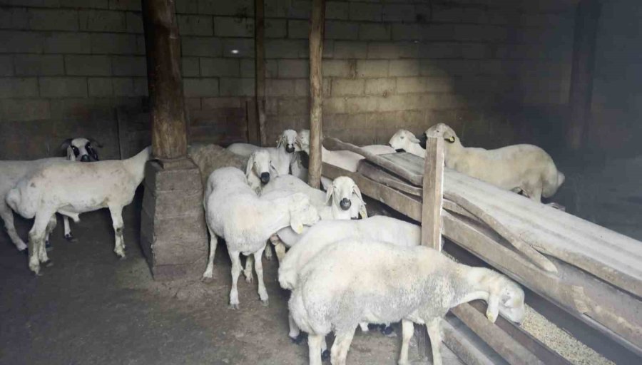 Aksaray’da Mahallenin Ortasındaki Ahıra Tepki