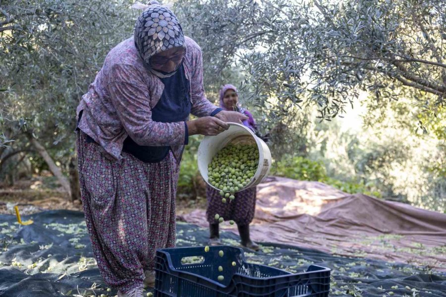 Mersin’deki Fidan Destekleri Meyvesini Veriyor