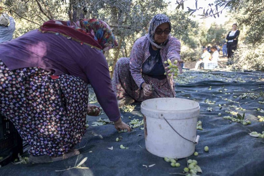 Mersin’deki Fidan Destekleri Meyvesini Veriyor