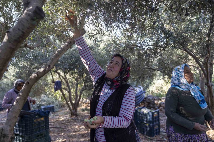 Mersin’deki Fidan Destekleri Meyvesini Veriyor