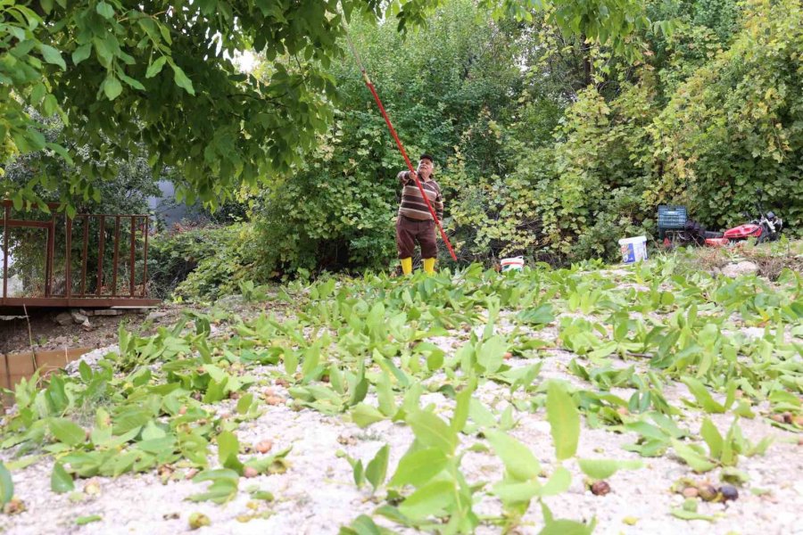 Büyükşehir’in Ceviz Soyma Makineleri Üreticilerin Hizmetinde