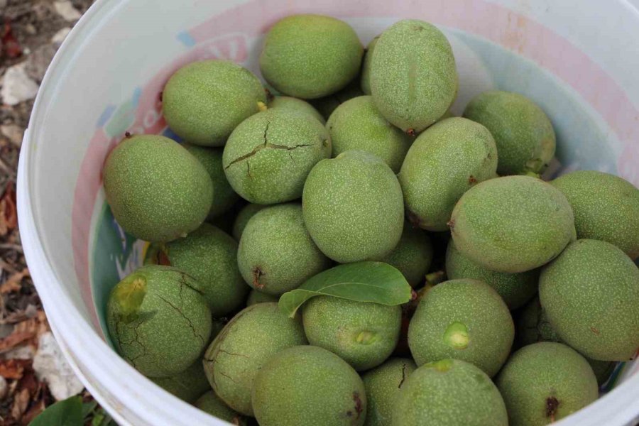 Büyükşehir’in Ceviz Soyma Makineleri Üreticilerin Hizmetinde