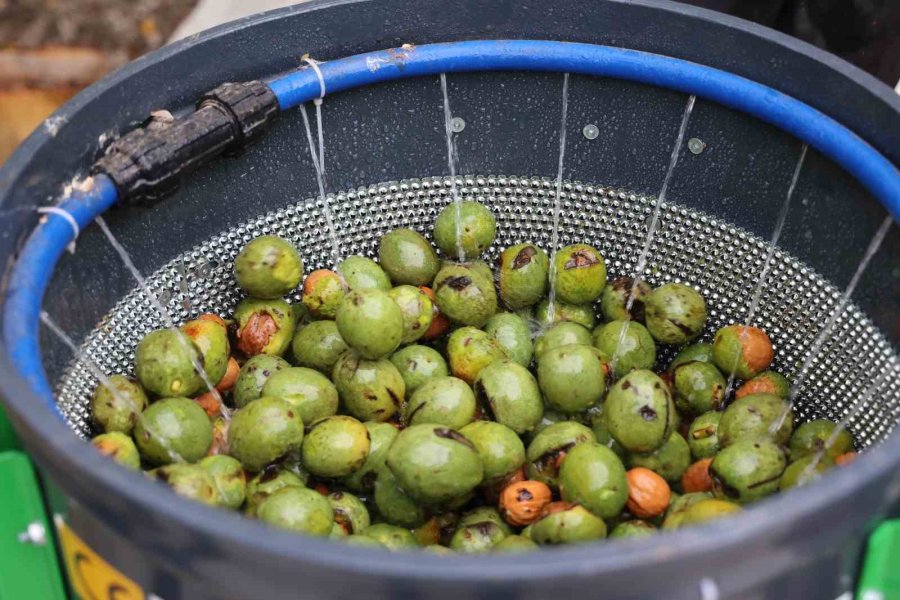 Büyükşehir’in Ceviz Soyma Makineleri Üreticilerin Hizmetinde
