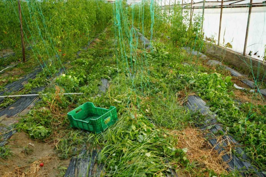 Antalya’da Sağanak Seraları Da Vurdu