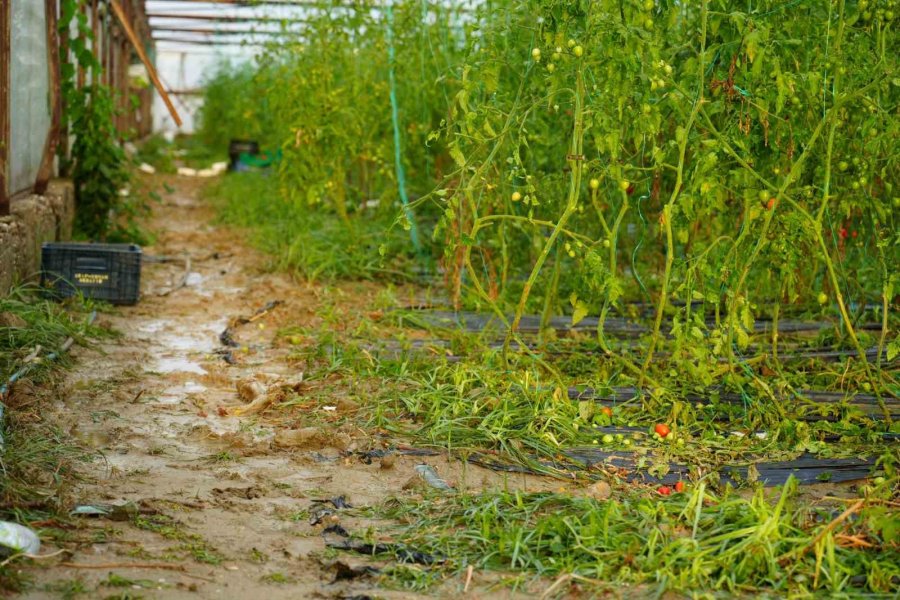 Antalya’da Sağanak Seraları Da Vurdu