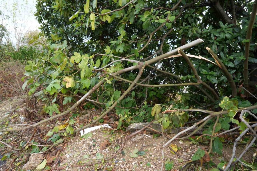 Antalya’da Sağanak Seraları Da Vurdu