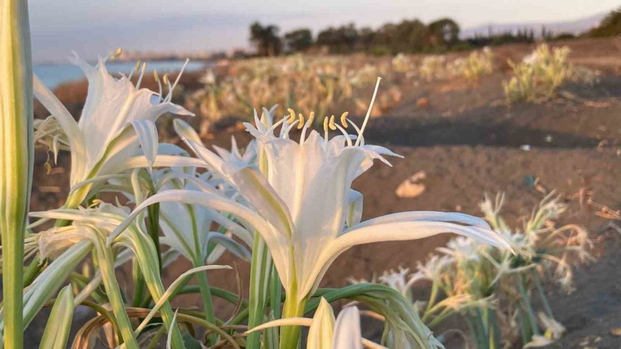 Cezası 2 Milyon 800 Bin Tl’ye Kadar Çıkıyor: Akdeniz’in Güzelliği Kum Zambakları Koruma Altına Alındı