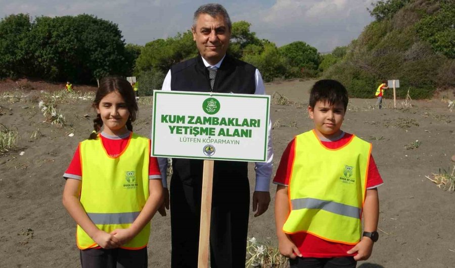 Cezası 2 Milyon 800 Bin Tl’ye Kadar Çıkıyor: Akdeniz’in Güzelliği Kum Zambakları Koruma Altına Alındı