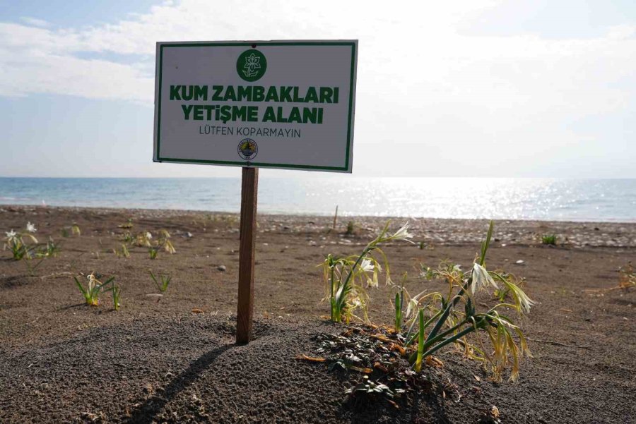 Cezası 2 Milyon 800 Bin Tl’ye Kadar Çıkıyor: Akdeniz’in Güzelliği Kum Zambakları Koruma Altına Alındı