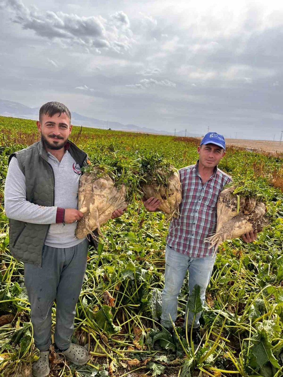 Hasat Edilen 24 Kiloluk Şeker Pancarları Şaşırttı