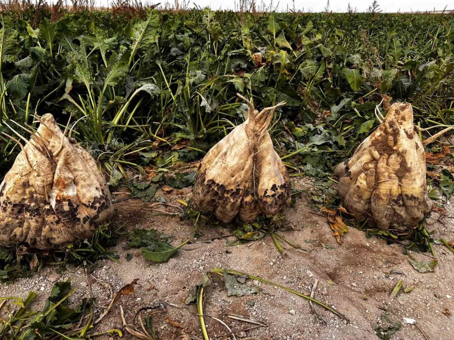 Hasat Edilen 24 Kiloluk Şeker Pancarları Şaşırttı