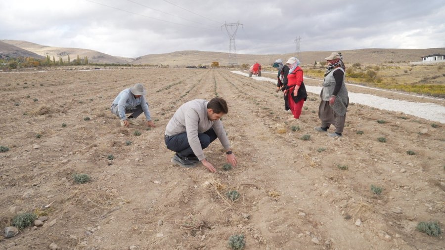 Niğde’de Tarıma Elverişli Olmayan Araziler Lavanta İle Üretime Kazandırılıyor