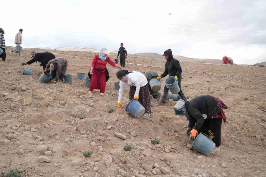 Niğde’de Tarıma Elverişli Olmayan Araziler Lavanta İle Üretime Kazandırılıyor