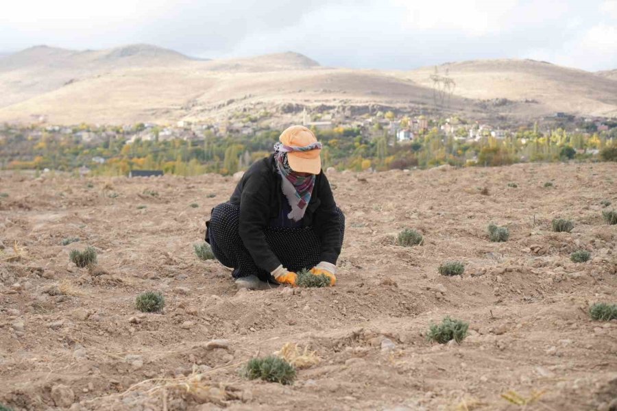 Niğde’de Tarıma Elverişli Olmayan Araziler Lavanta İle Üretime Kazandırılıyor