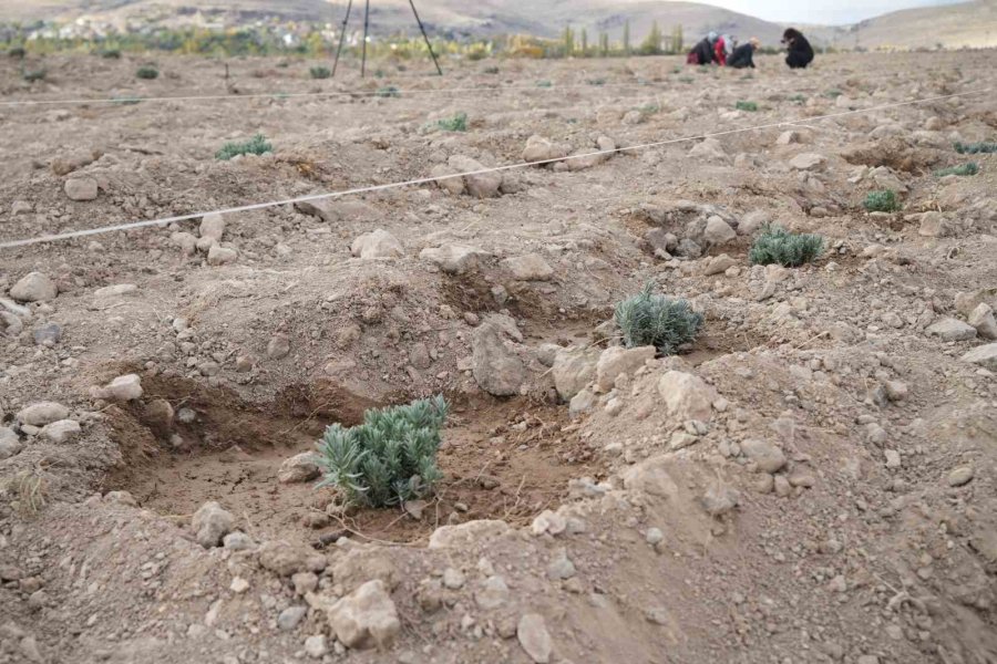 Niğde’de Tarıma Elverişli Olmayan Araziler Lavanta İle Üretime Kazandırılıyor