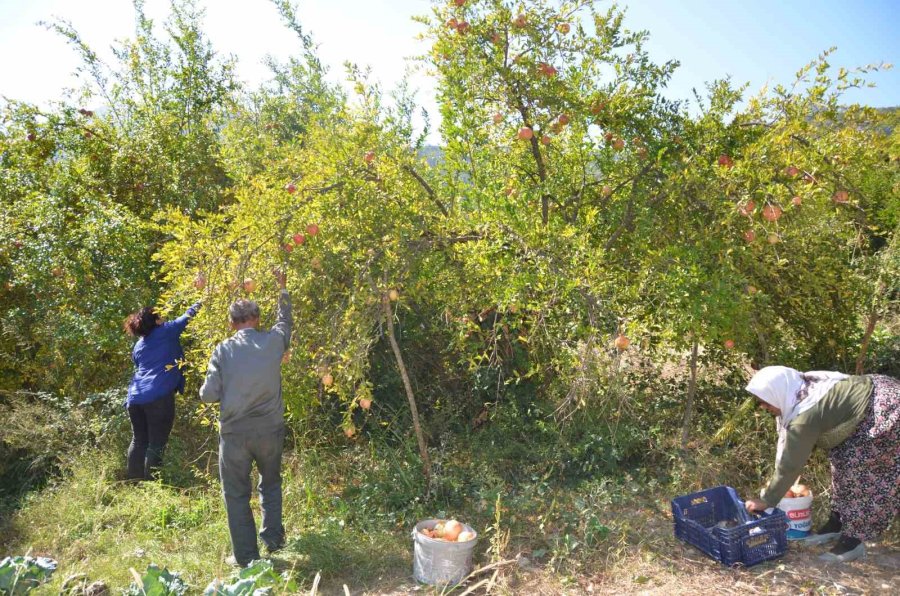 Geleneksel Yöntemlerle Katkısız Üretip Kilosunu 600 Liradan Satıyorlar