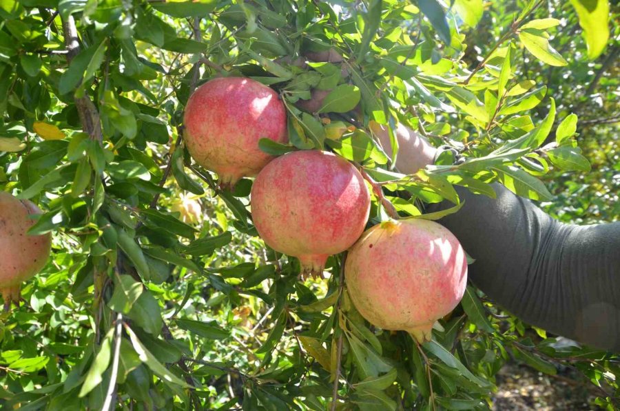 Geleneksel Yöntemlerle Katkısız Üretip Kilosunu 600 Liradan Satıyorlar