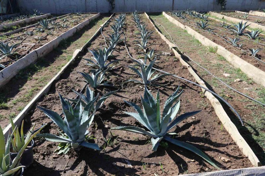 Kepez’den Kurakçıl Peyzaj Hamlesi