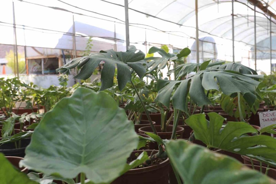 Kepez’den Kurakçıl Peyzaj Hamlesi