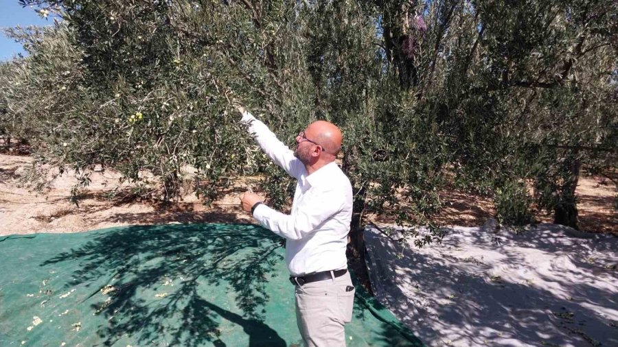 Zeytinin Zahmetli Yağ Yolculuğu Başladı