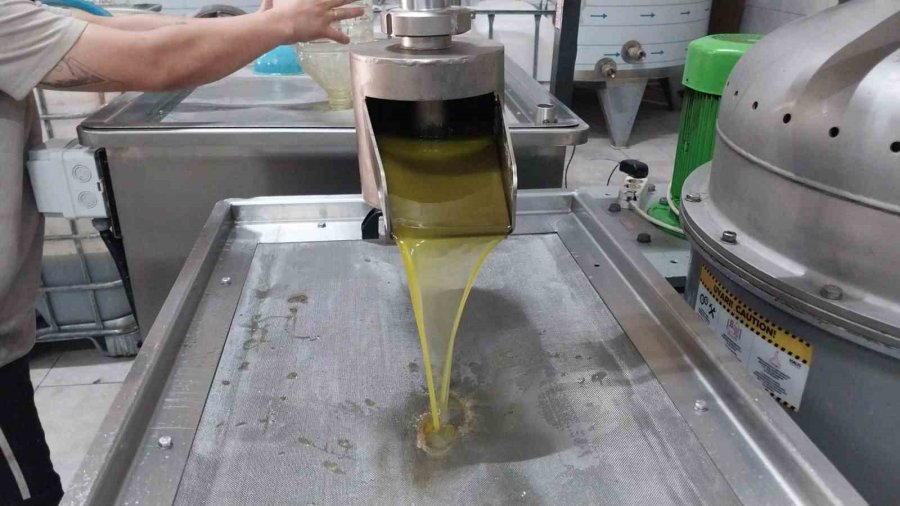 Zeytinin Zahmetli Yağ Yolculuğu Başladı