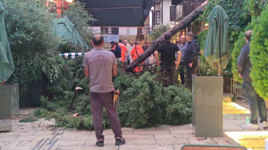 Sağanak Ve Rüzgar Aniden Bastırdı, Devrilen Ağacın Altında Kalan 3 Kişi Yaralandı