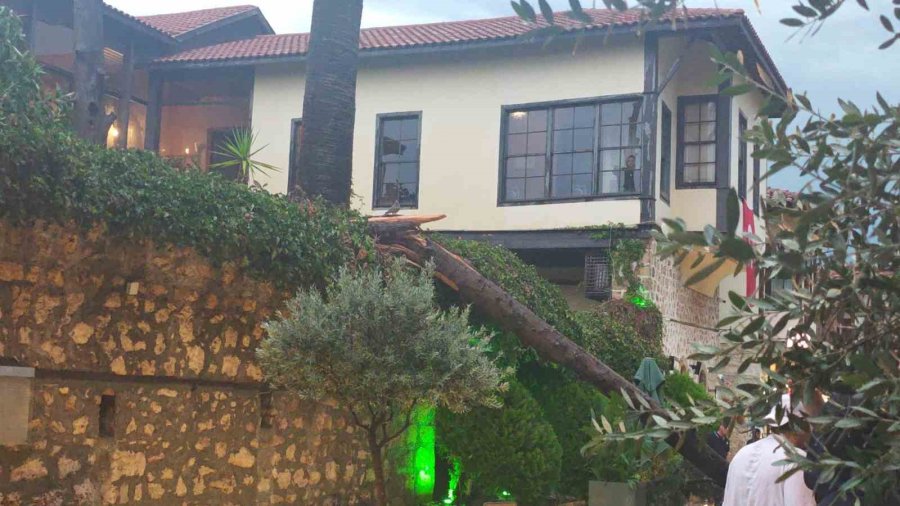 Sağanak Ve Rüzgar Aniden Bastırdı, Devrilen Ağacın Altında Kalan 3 Kişi Yaralandı