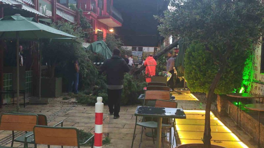 Sağanak Ve Rüzgar Aniden Bastırdı, Devrilen Ağacın Altında Kalan 3 Kişi Yaralandı