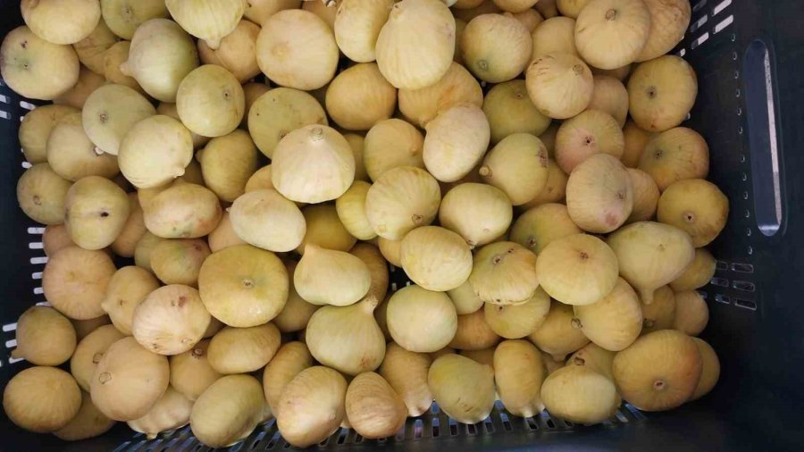 Mersin’de İncir Sezonu Sona Erdi, Üreticisinin Yüzü Güldü