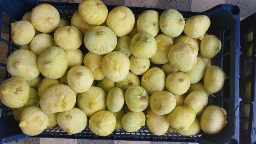 Mersin’de İncir Sezonu Sona Erdi, Üreticisinin Yüzü Güldü