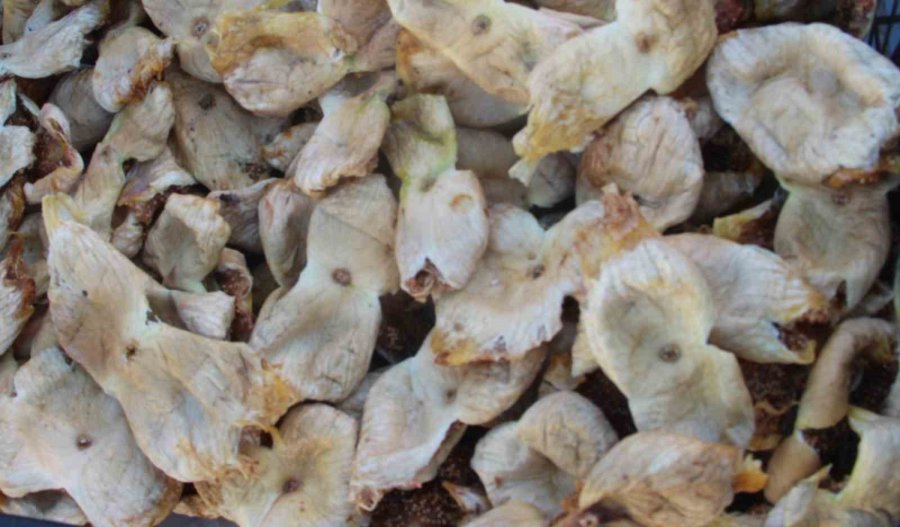 Mersin’de İncir Sezonu Sona Erdi, Üreticisinin Yüzü Güldü