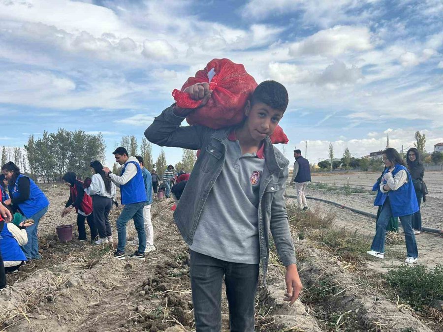 Gençler, "gönüllü Hasat Projesi" Kapsamında Patates Hasadı Yaptı