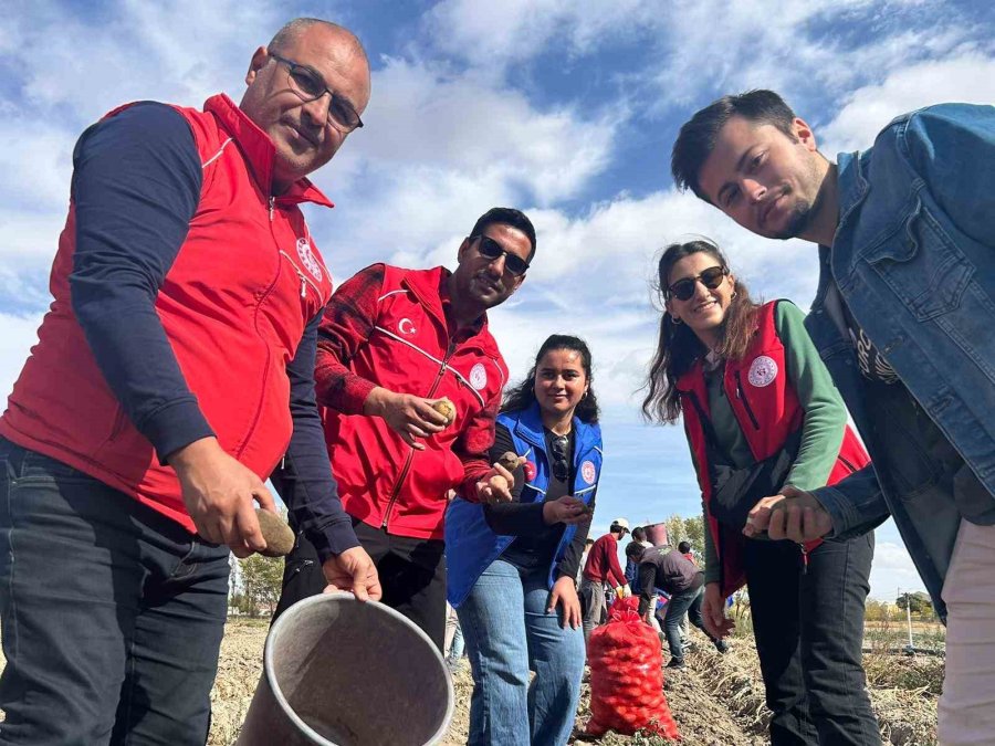 Gençler, "gönüllü Hasat Projesi" Kapsamında Patates Hasadı Yaptı