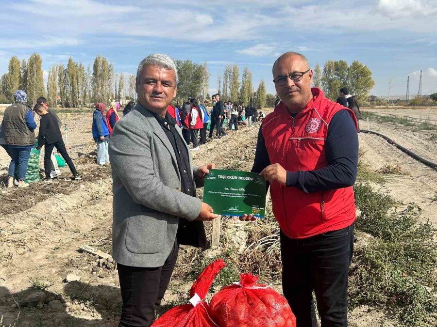 Gençler, "gönüllü Hasat Projesi" Kapsamında Patates Hasadı Yaptı