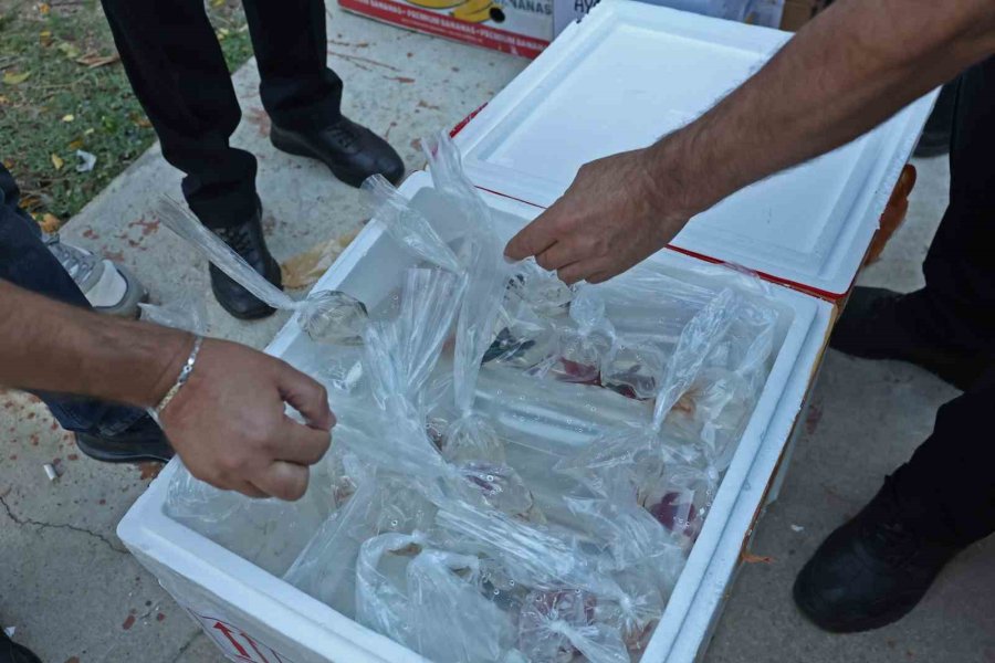 Tayland’tan Süs Balıkları, Tokat’tan Horoz, İstanbul’dan Kalkan Balığı