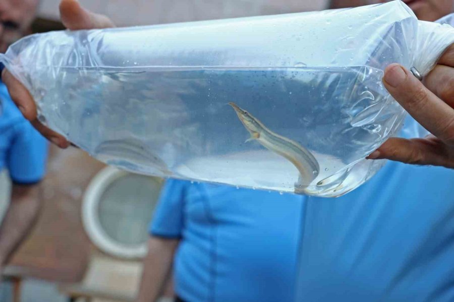 Tayland’tan Süs Balıkları, Tokat’tan Horoz, İstanbul’dan Kalkan Balığı