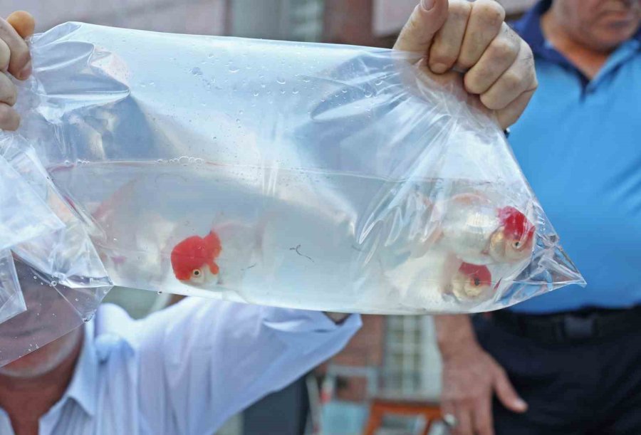 Tayland’tan Süs Balıkları, Tokat’tan Horoz, İstanbul’dan Kalkan Balığı