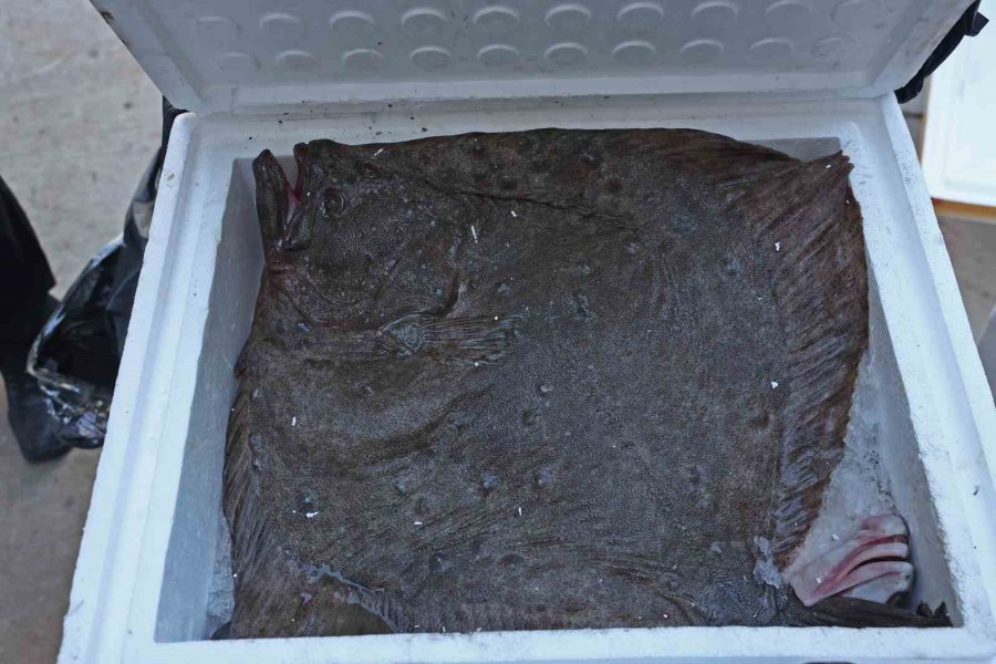 Tayland’tan Süs Balıkları, Tokat’tan Horoz, İstanbul’dan Kalkan Balığı