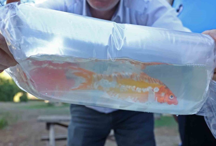 Tayland’tan Süs Balıkları, Tokat’tan Horoz, İstanbul’dan Kalkan Balığı