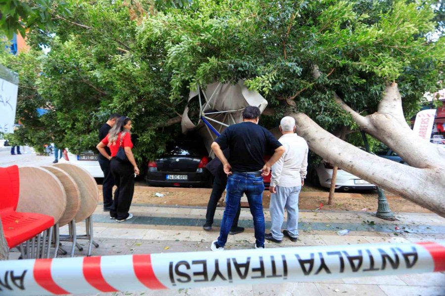 Antalya’da Faciadan Dönüldü: Araçların Üzerine Devrilen Ağacın Altında Kalmaktan Son Anda Kurtuldu