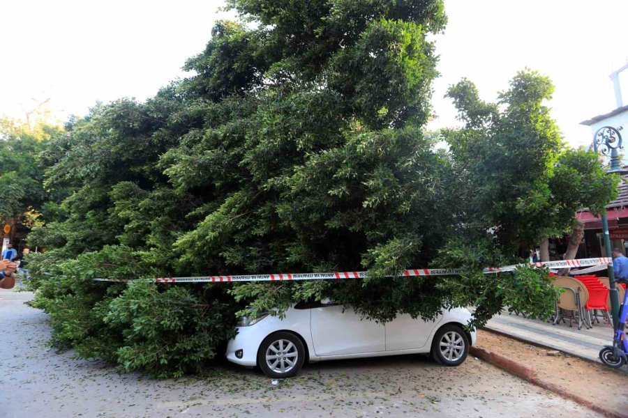 Antalya’da Faciadan Dönüldü: Araçların Üzerine Devrilen Ağacın Altında Kalmaktan Son Anda Kurtuldu
