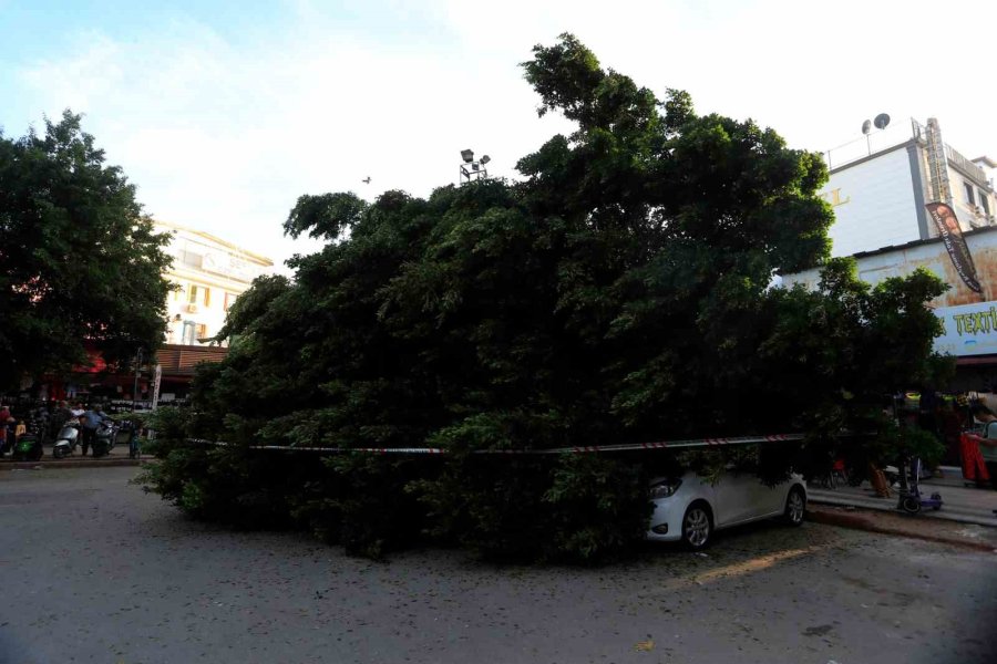 Antalya’da Faciadan Dönüldü: Araçların Üzerine Devrilen Ağacın Altında Kalmaktan Son Anda Kurtuldu