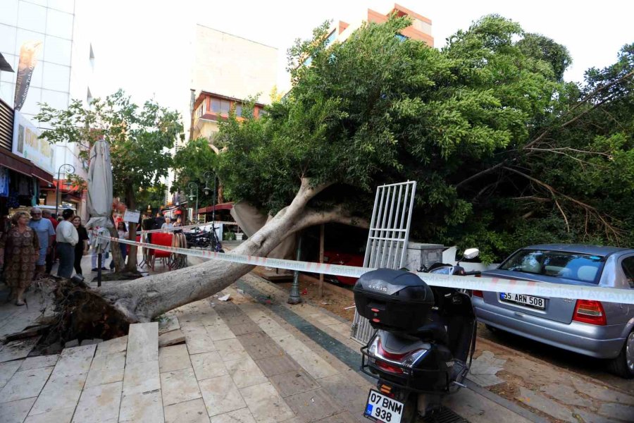 Antalya’da Faciadan Dönüldü: Araçların Üzerine Devrilen Ağacın Altında Kalmaktan Son Anda Kurtuldu
