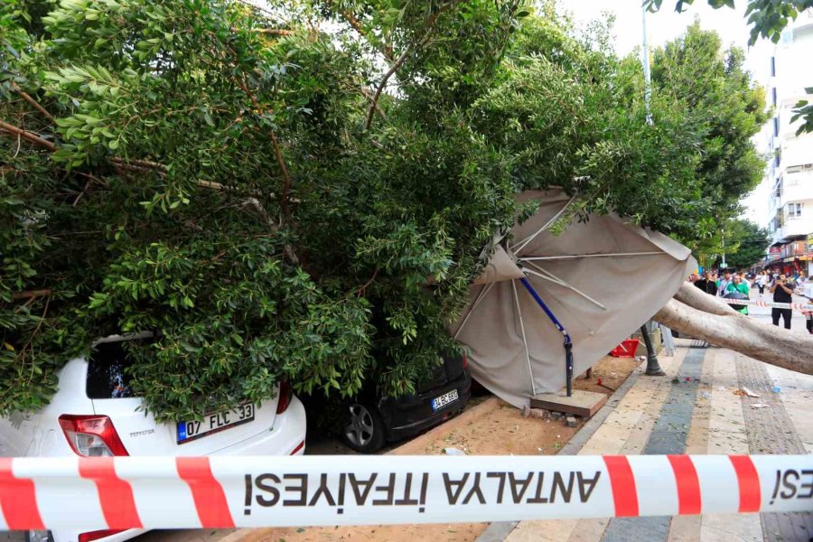 Antalya’da Faciadan Dönüldü: Araçların Üzerine Devrilen Ağacın Altında Kalmaktan Son Anda Kurtuldu