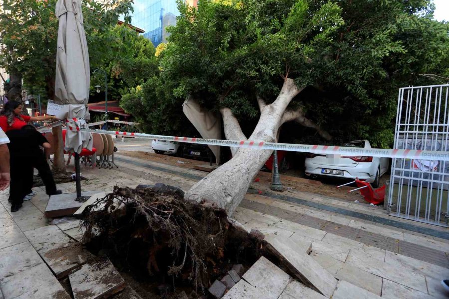 Antalya’da Faciadan Dönüldü: Araçların Üzerine Devrilen Ağacın Altında Kalmaktan Son Anda Kurtuldu