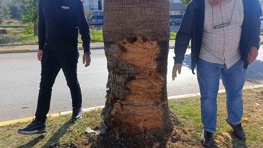 Antalya’da Palmiye Ağacına Çarpan Aracın Sürücüsü Yaralandı