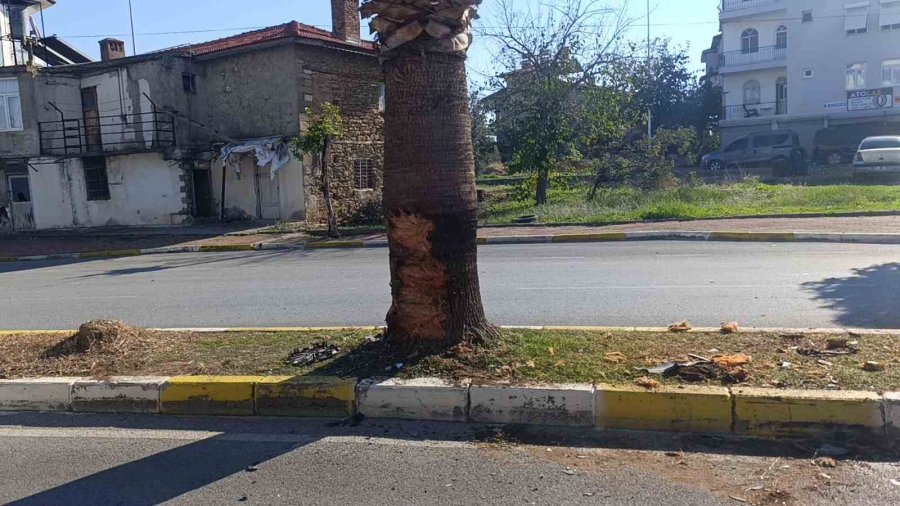 Antalya’da Palmiye Ağacına Çarpan Aracın Sürücüsü Yaralandı