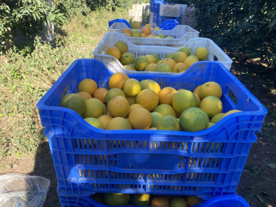 Finike’de Portakal Sezonu Başladı, 250 Bin Ton Rekolte Bekleniyor