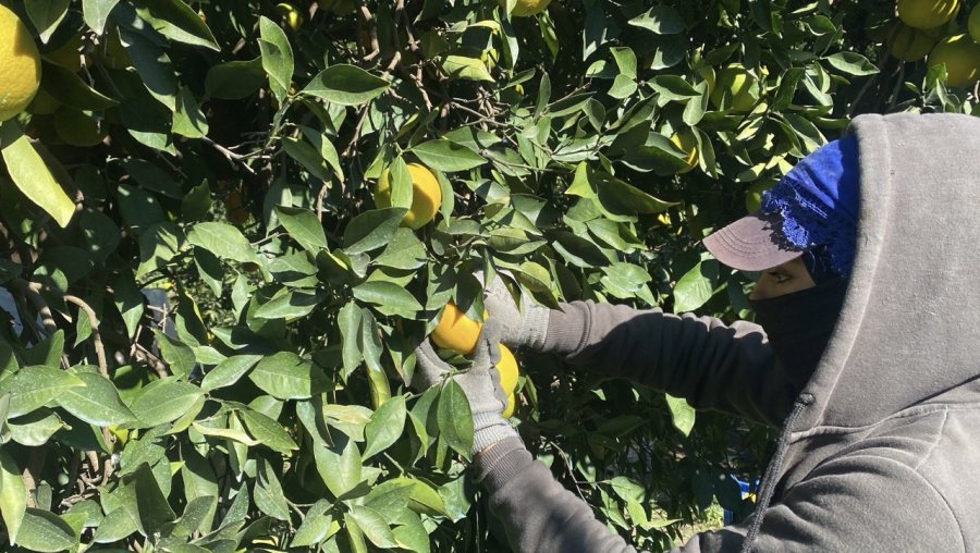 Finike’de Portakal Sezonu Başladı, 250 Bin Ton Rekolte Bekleniyor
