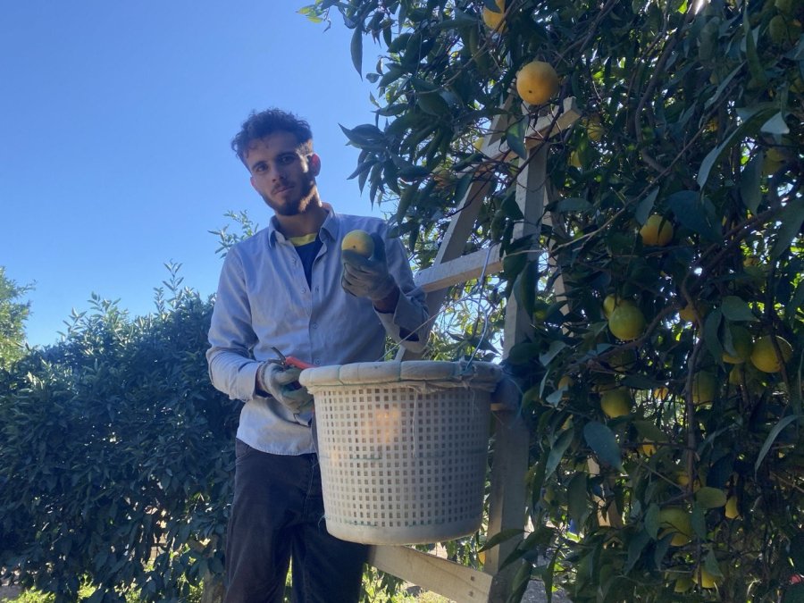 Finike’de Portakal Sezonu Başladı, 250 Bin Ton Rekolte Bekleniyor
